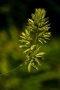 ARPS Hedgerow Flora-12